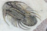 Large, Kolihapeltis Trilobite - Rare Species #89288-3